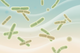 Bifidobacterium longum