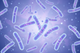 Lactobacillus acidophilus